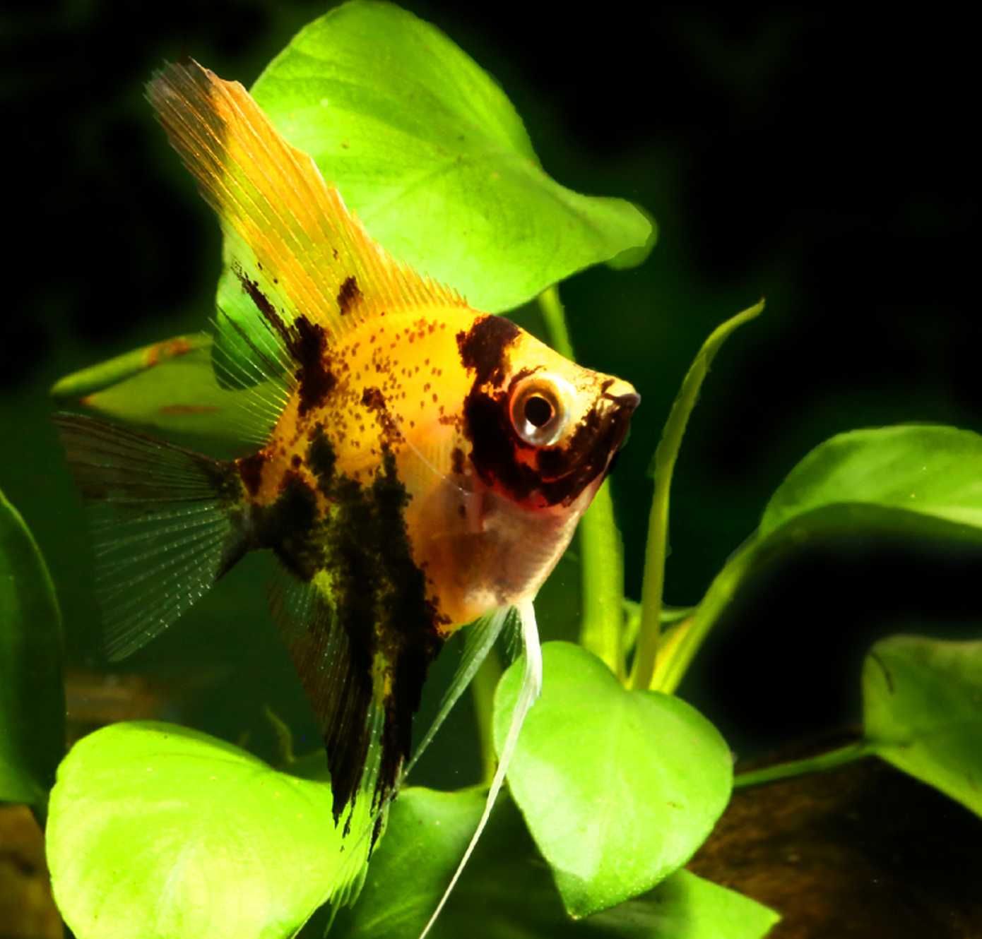 Żaglowiec skalar odmiana KOI - Pterophyllum - DOWOZIMY, WYSYŁAMY