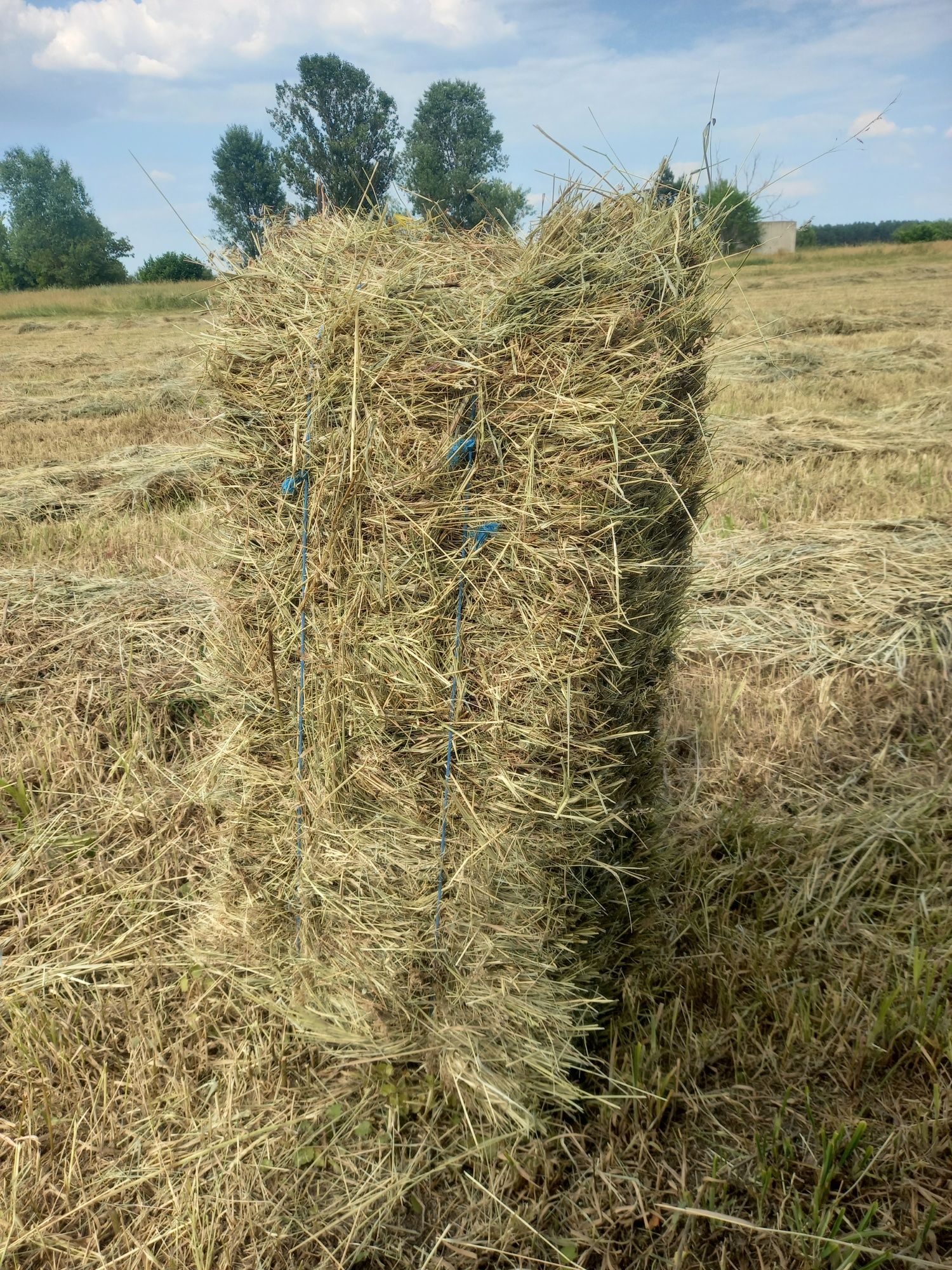 Сіно лугове різнотрав'я. СІНО В ТЮКАХ