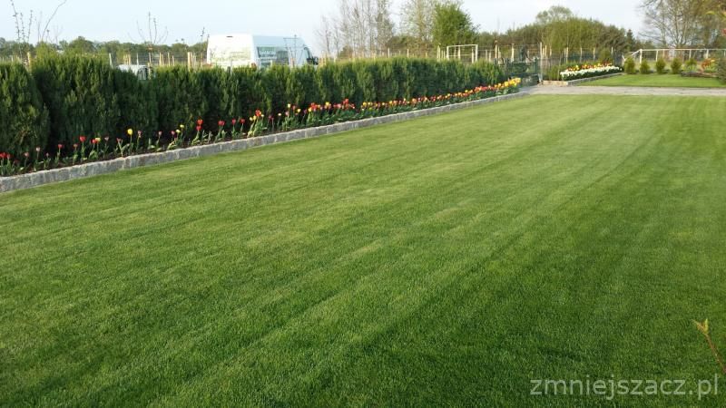 Zakładanie trawników, trawnik z siewu, trawnik z rolki