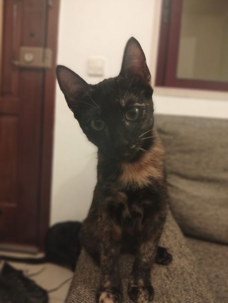Dão-se gatinhos com 3 meses
