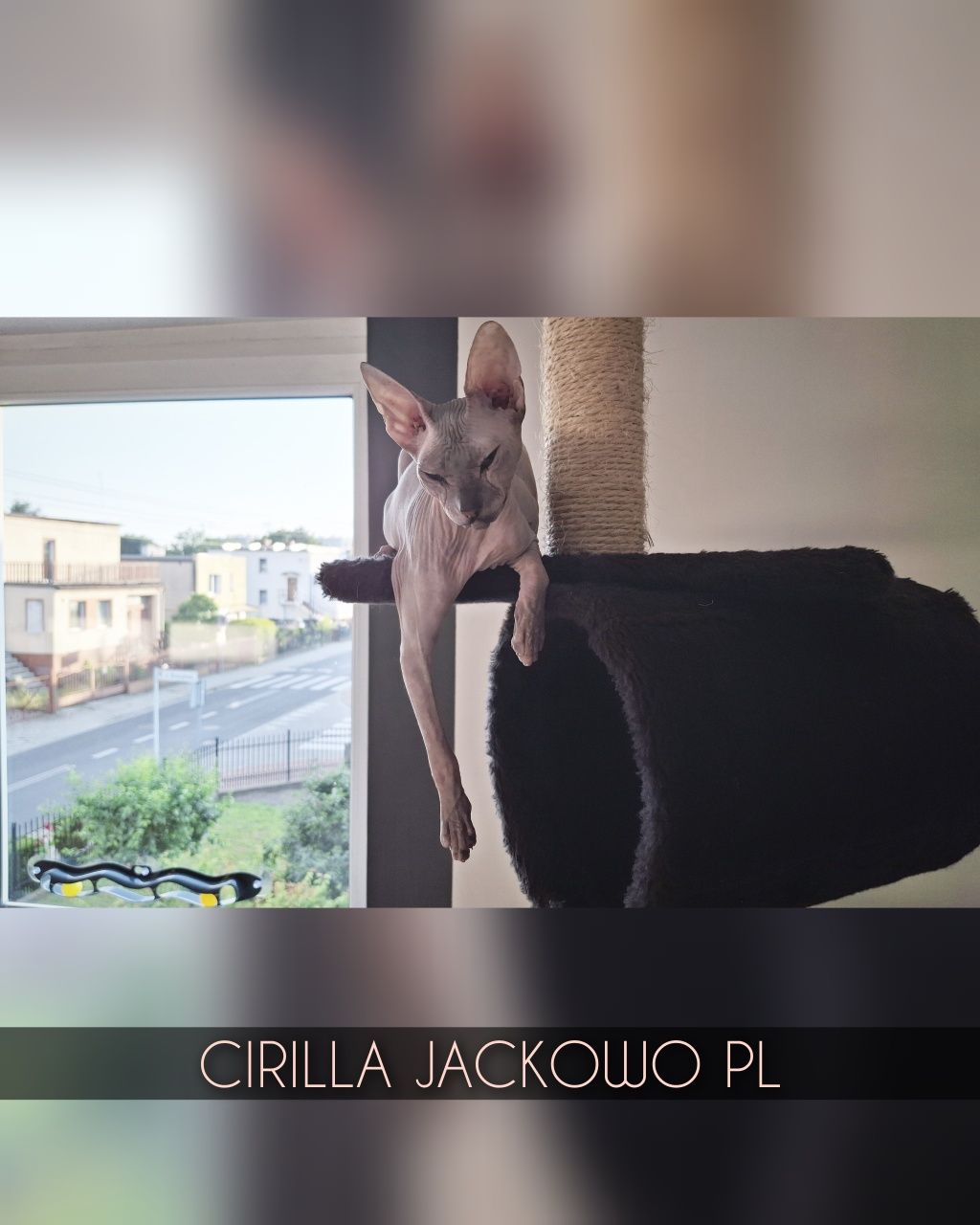 Sfinks Doński/Don Sphynx, CIRILLA - piękna kotka szylkretka, miot C.