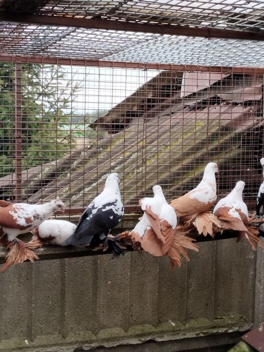 Widyny,wiedyny, gołębie ozdobne