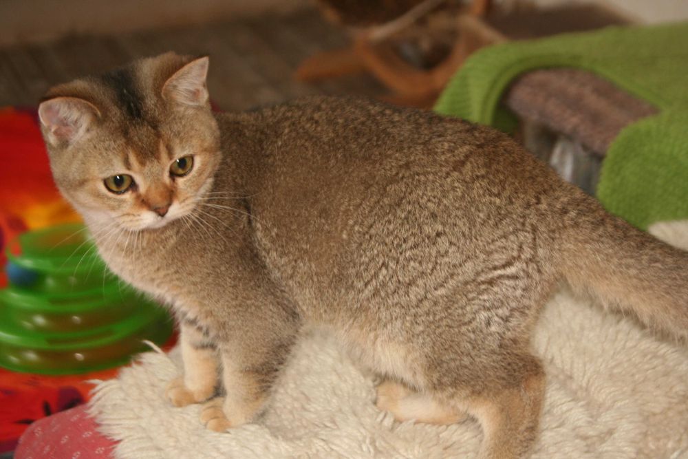 Золотий хлопчик стане вашем улюбленцем