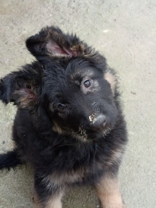 Цуценя німецької вівчарки