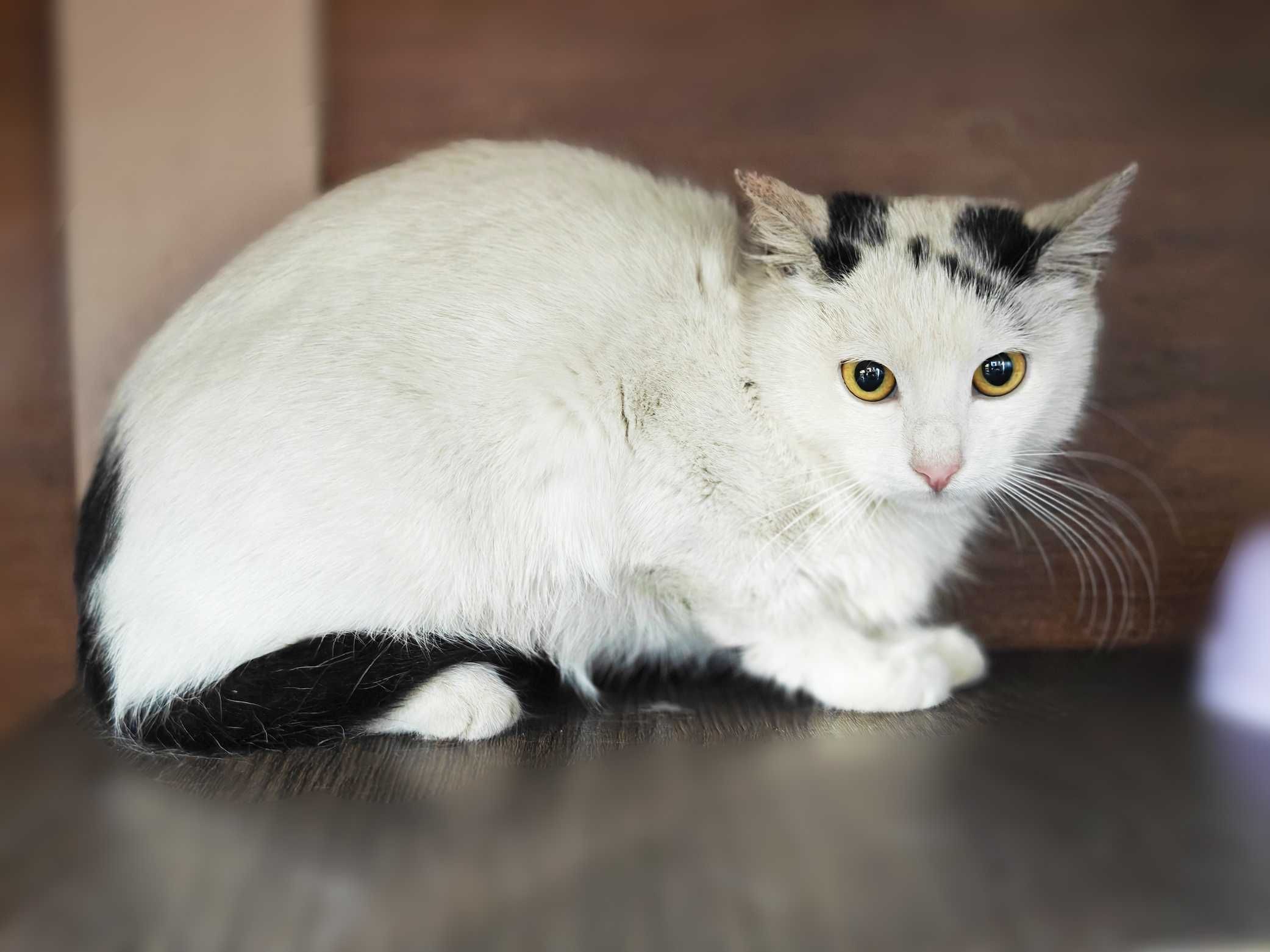 Моллі, кошеня 4міс, шукає дім і люблячу родину! кішка котенок кіт