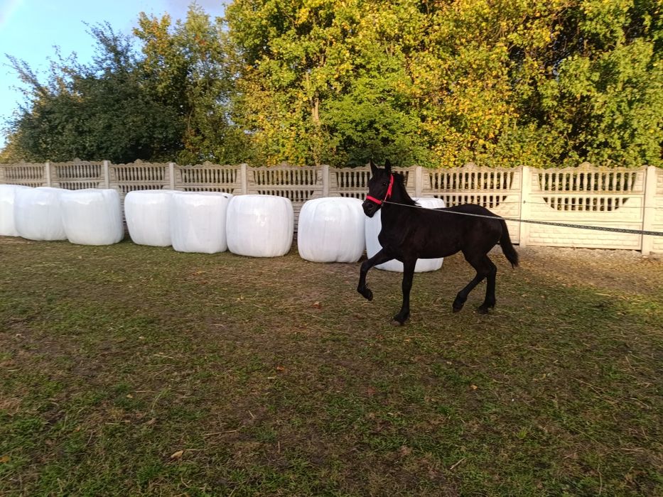 Fryzyjska,fryz,, klacz KFPS. Możliwość transportu