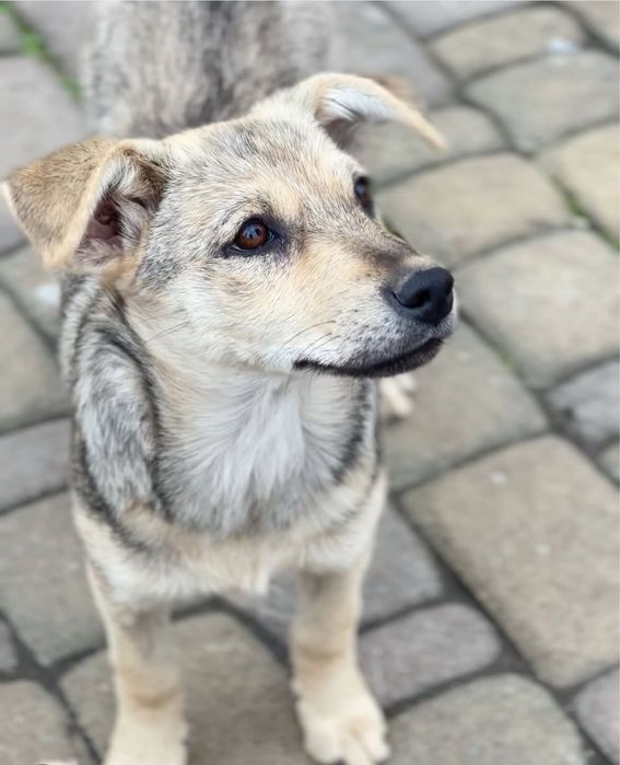 Дівчика СТЕРИЛІЗОВАНА 6 місяців 10 кг більшою вже не буде