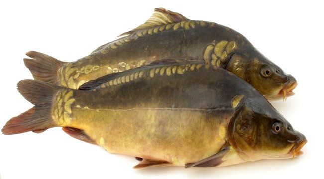 Karp żywy zapraszam