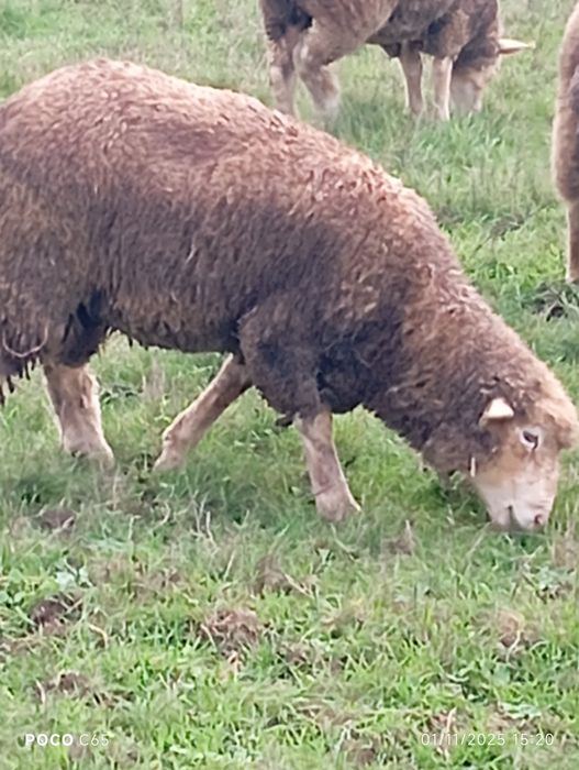 Vendo borrego de raça ile de france