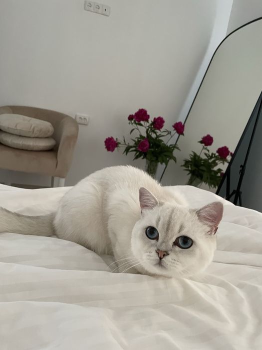 Зв’язка кіт срібляста шиншина