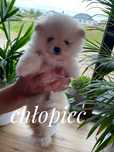 szpic miniaturowy pomeranian