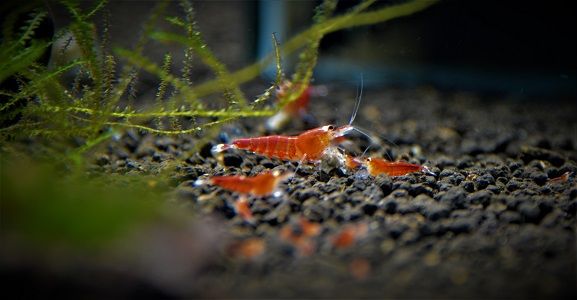 Caridina e Neocaridina PROMO