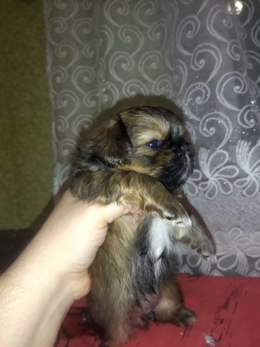 Продам цуценятко пекінес,хлопчик