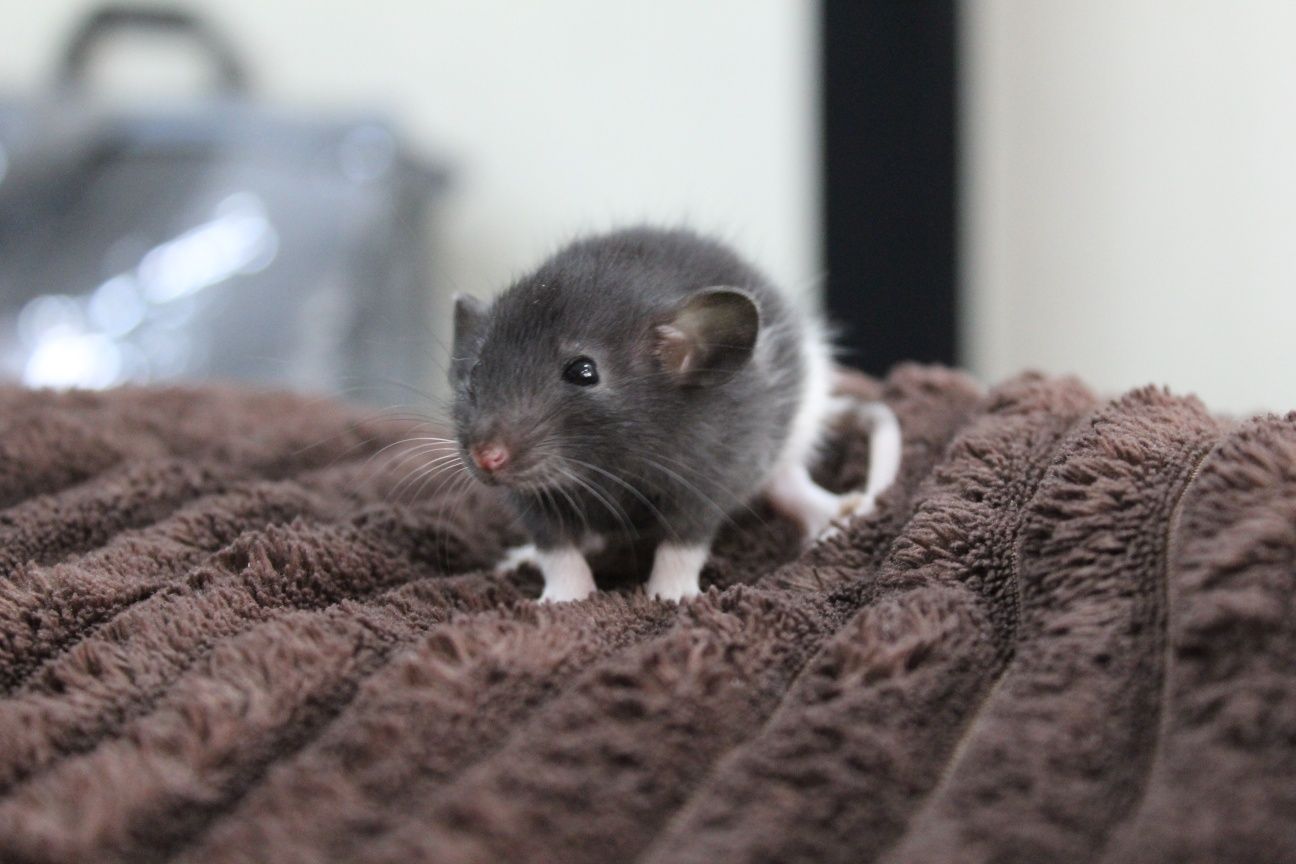 Крыски, крысята, щури, щурята, пацючки, прямоушки и дамбо, 1 месяц