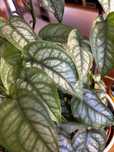 Monstera Siltepecana