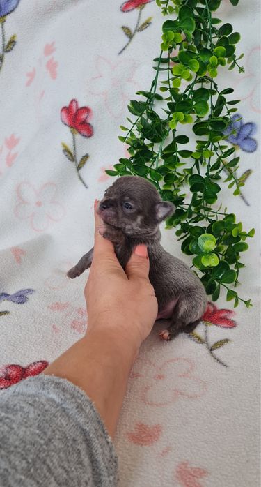 Excelente mini mini blue Chihuahua/Chiuaua Linhagem Russa de Qualidade