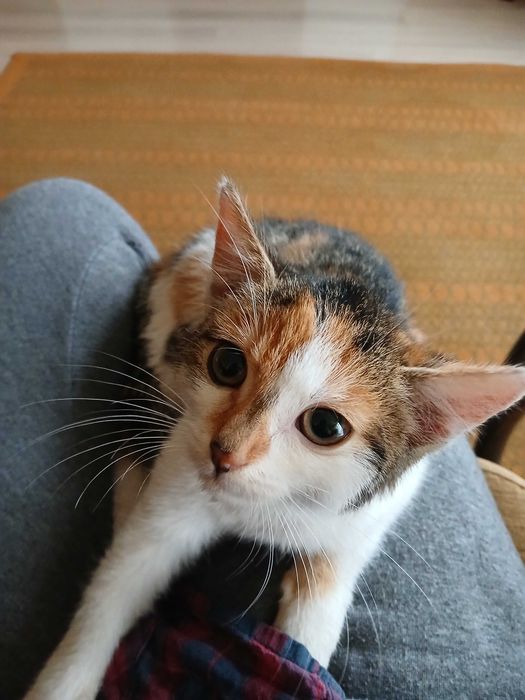 Oddam kotka za darmo