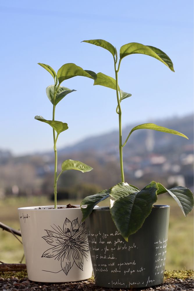 Maracujá em Vaso artístico
