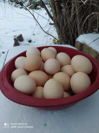 Świeże kurze jaja Gospodarstwo rolne Grębocin