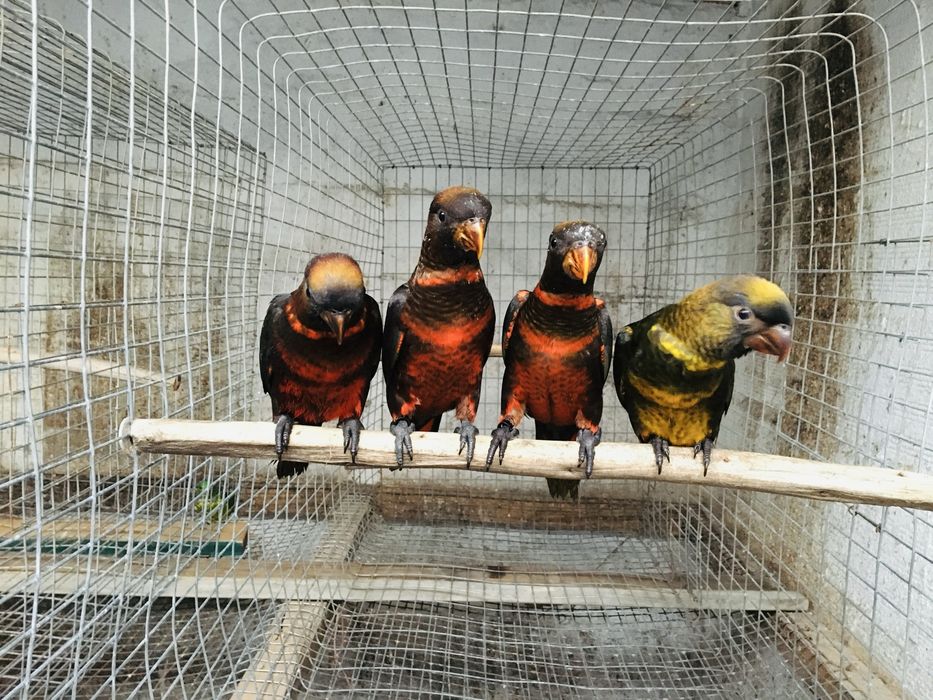 Varios especies de Loris