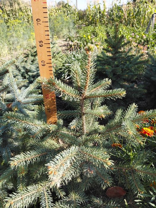 Саджанці блакитна ялинка Маджестік Блю, саженцы ель голубая  Маджестик