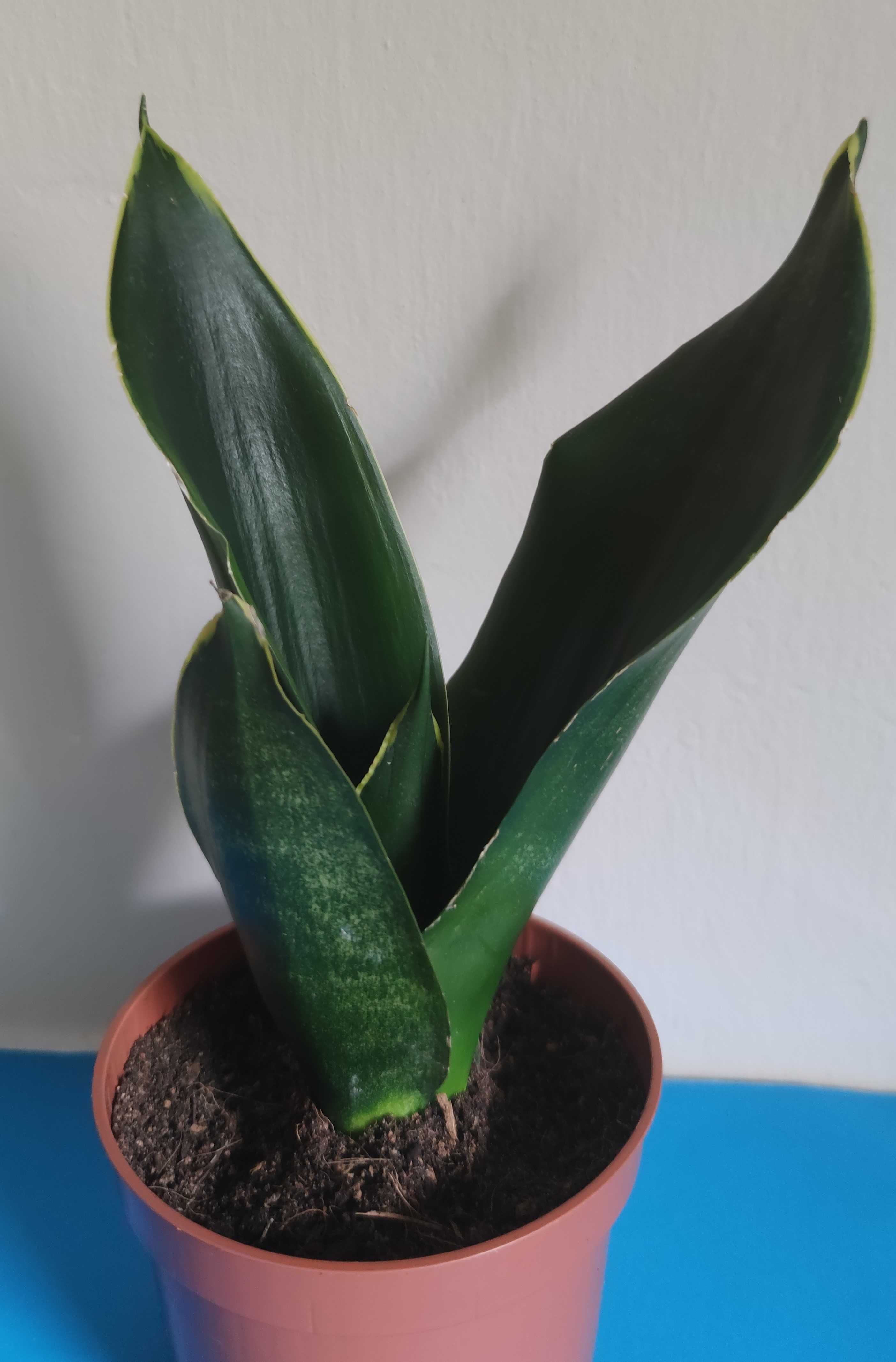 Sansevieria  Black Diamond