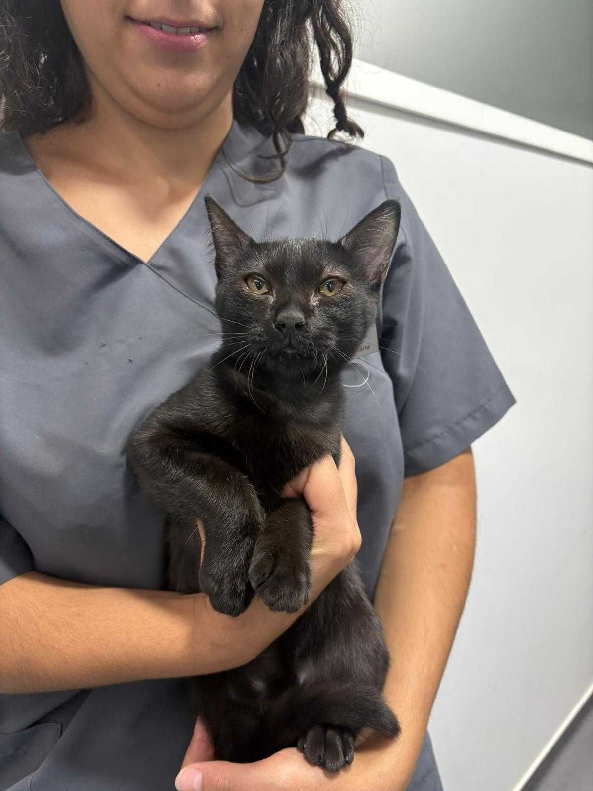 Gata bebé para adoção responsável