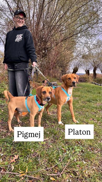 Pigmej i Platon szukają wspólnego domku