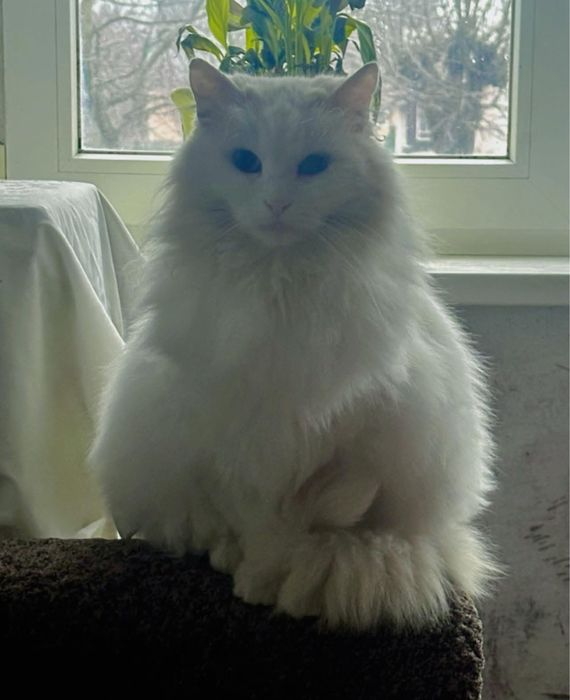 Котик у добрі руки