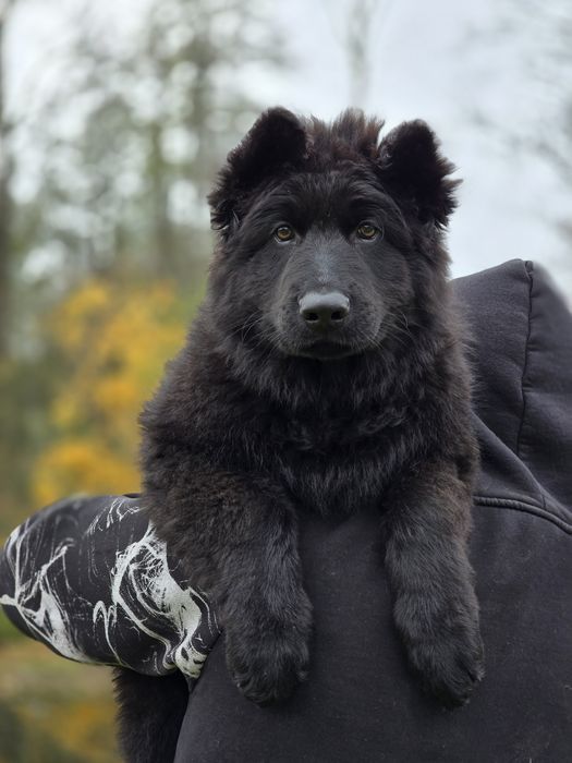 Owczarek Staroniemiecki - Piesek - do odbioru - 11 tygodni