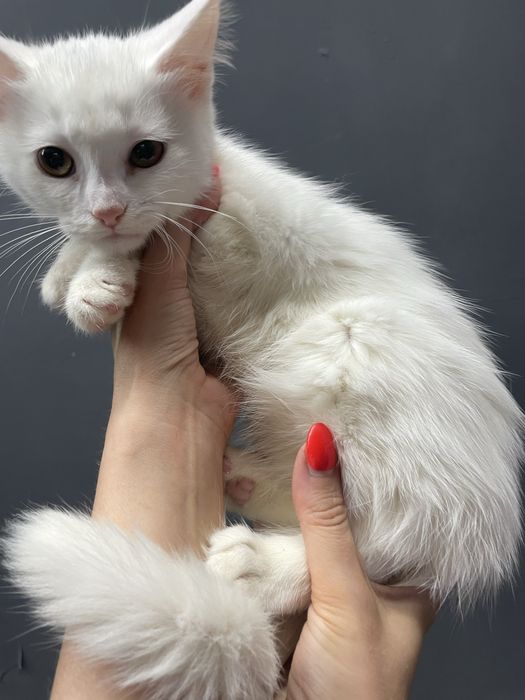Котенок маленький девочка белый кошеня маленьке дівчинка