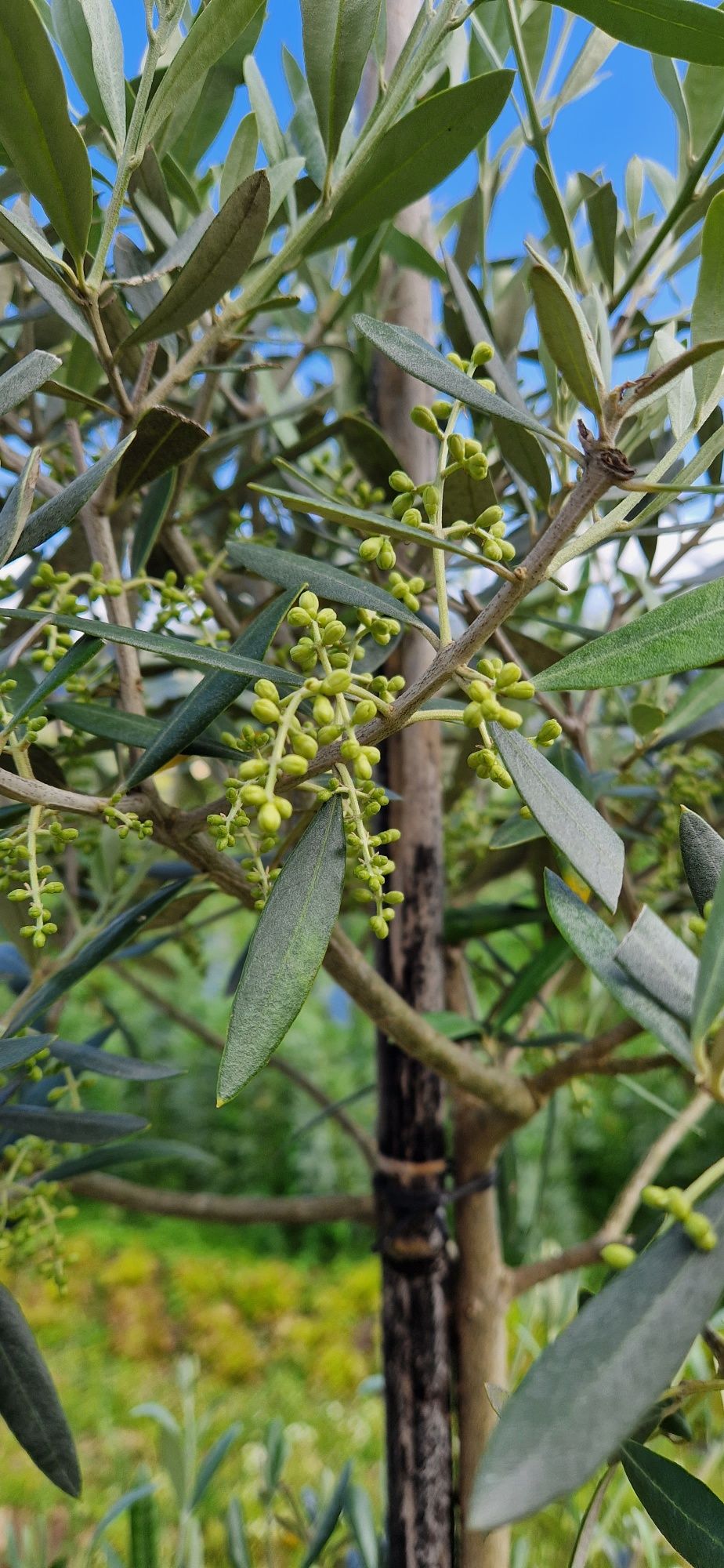 Oliveiras para jardim