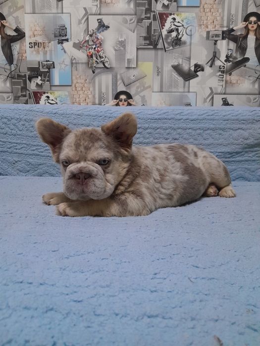 Біг роп флаффі ньюшейд мерле тан дівчинка 4.5міс