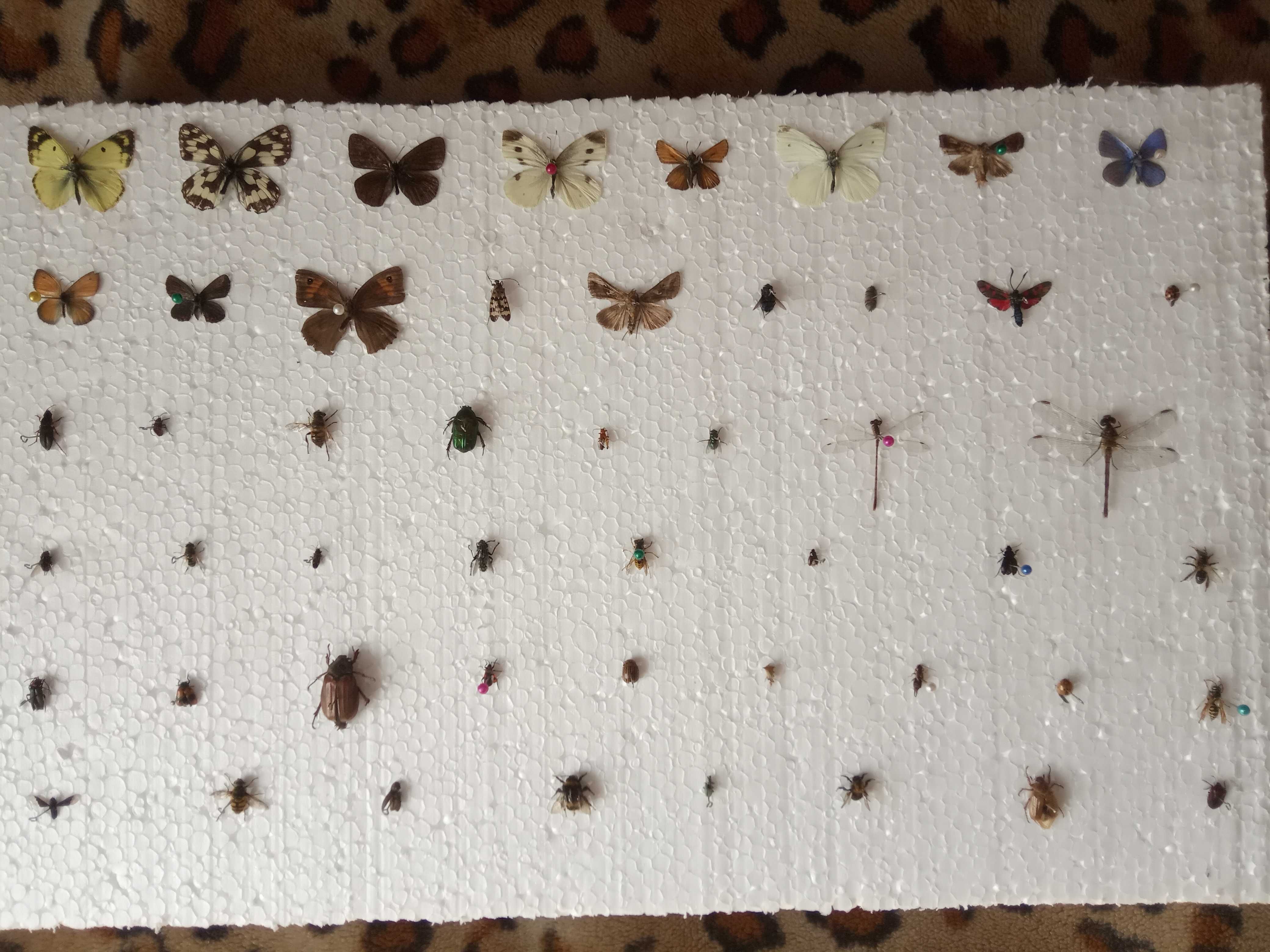 Колекция бабочек,жуков,насекомых для студентов