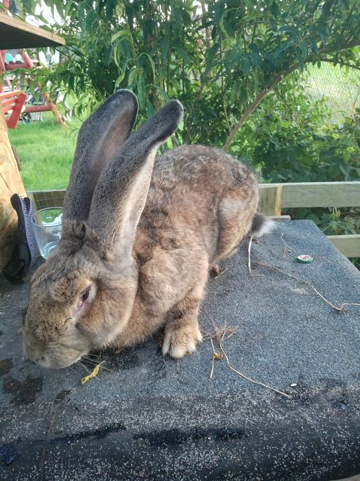 Zakoty olbrzymem belgijski bos lub na sprzedaż