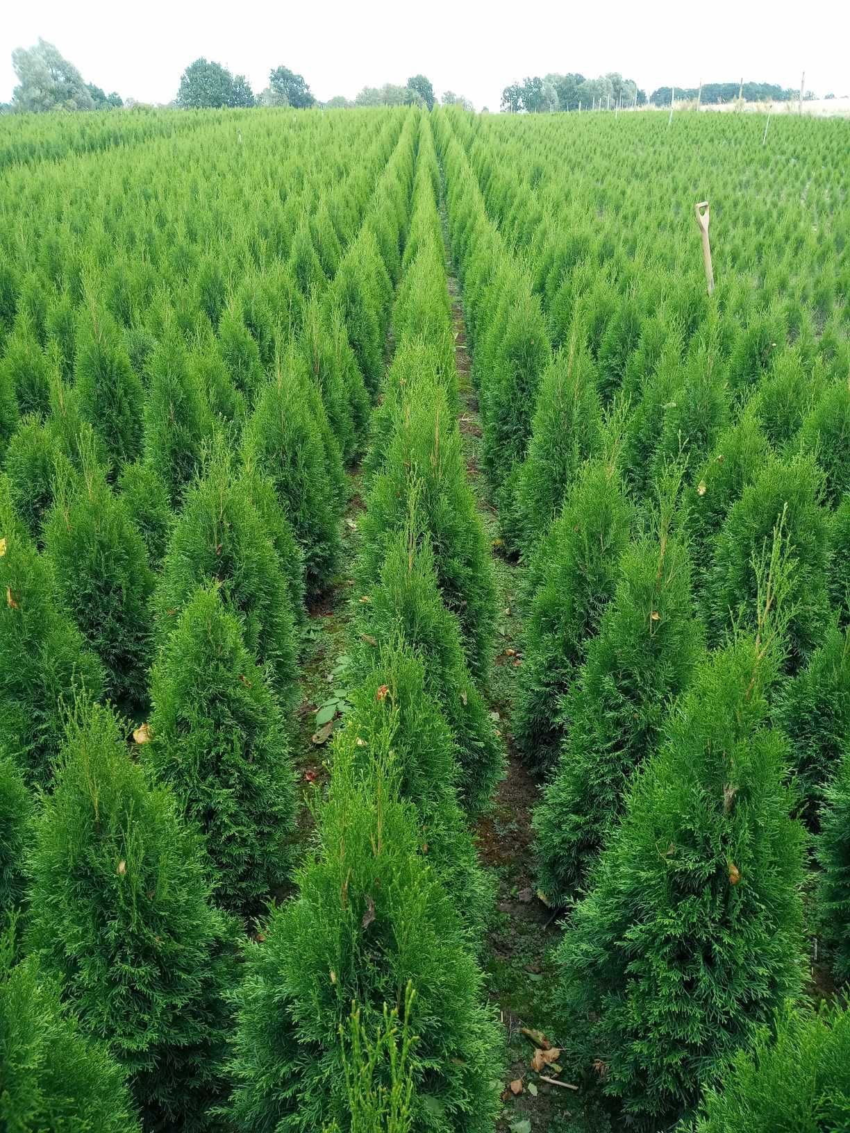 Thuja thuje tuja tuje smaragd szmaragd 100-200cm