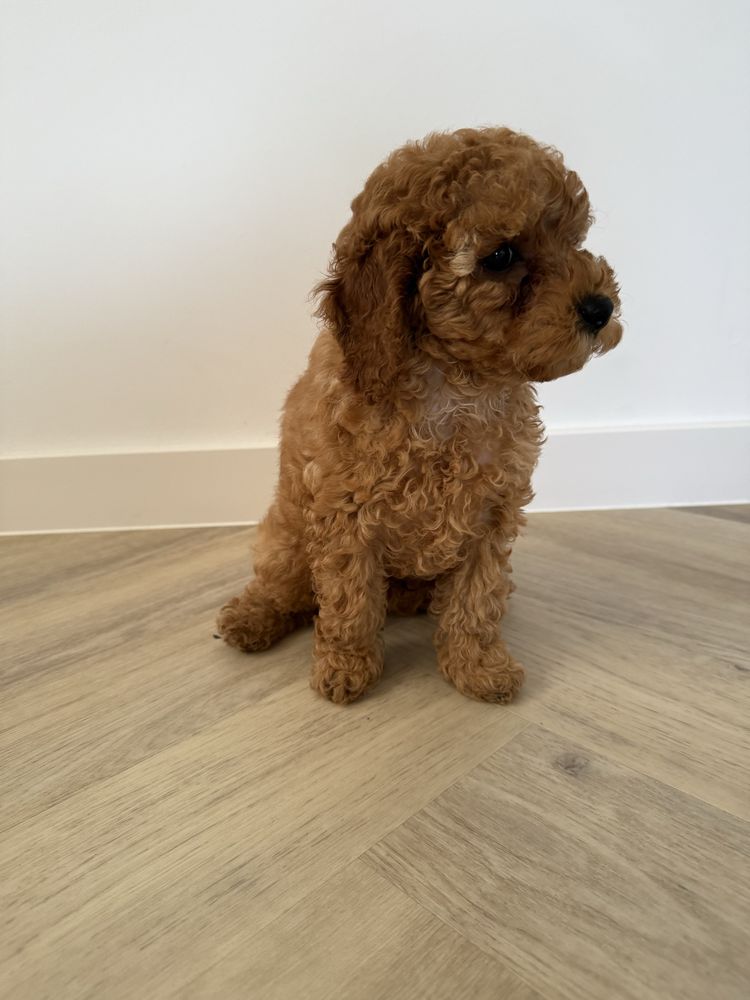 Pudel Toy Red piesek