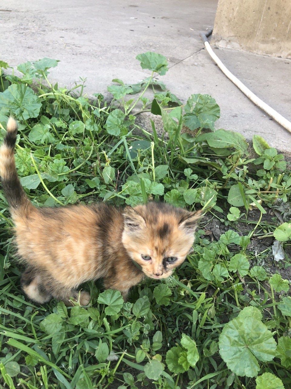 Котики в добрі руки