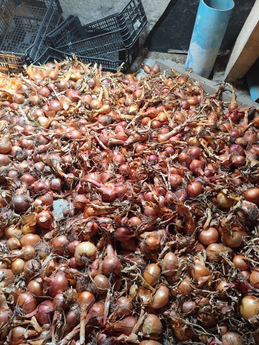 Vendo produtos frescos e naturais directos da horta!