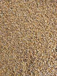 Пшениця урожай 2023 на корм