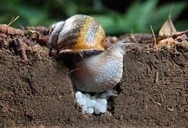 Мальок, ікра равлика Helix aspersa muller