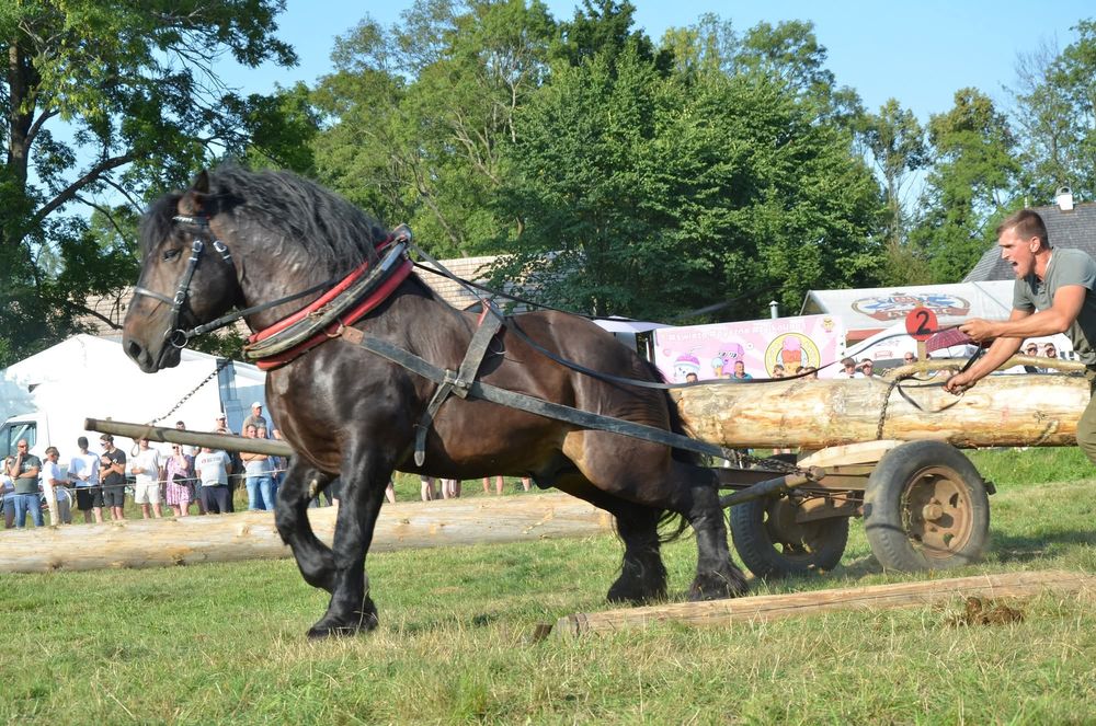 Klacz sztumska źrebna