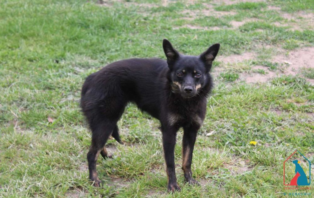 Młoda, mała sunia Malita szuka domu