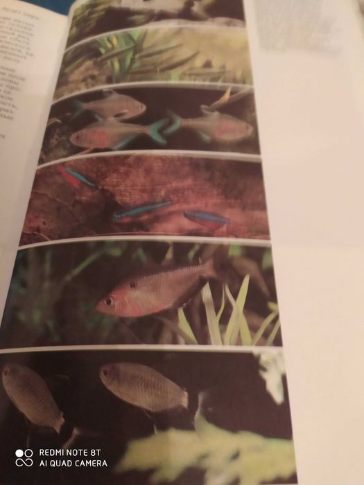 Дмитриев Млекопитающие, Насекомые Оммани Рыбы Острова в заливах