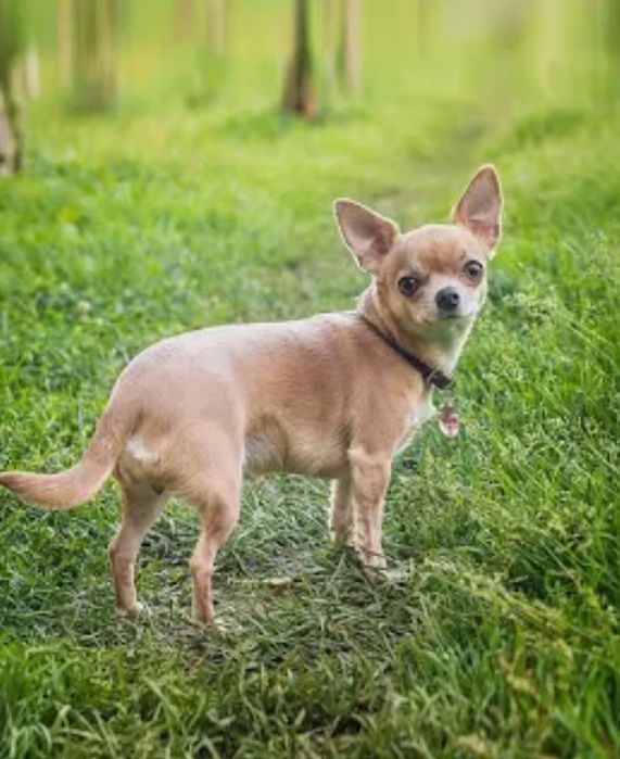 Выгул собак  мелких пород