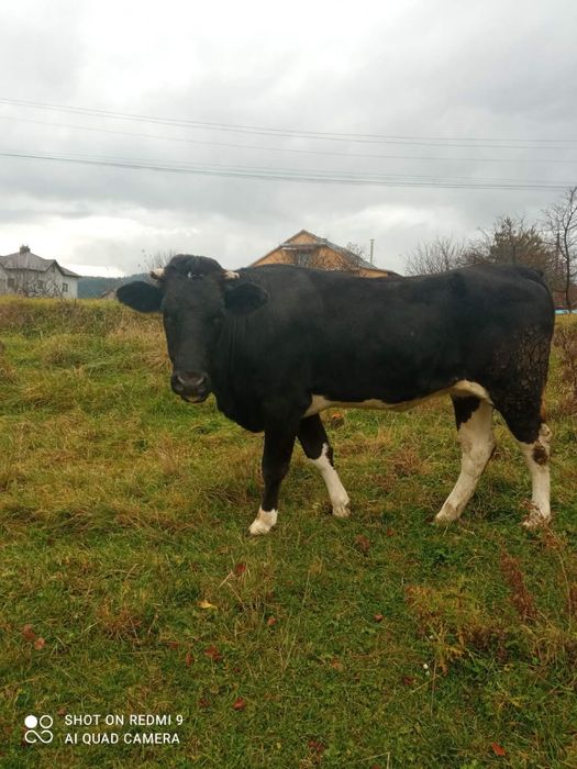 Продається телиця 1 рік і 3 місяці