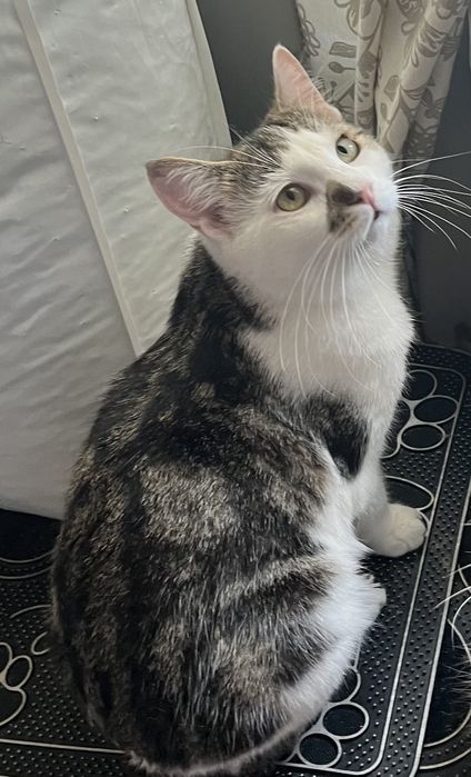 Отдам кота в хорошие руки