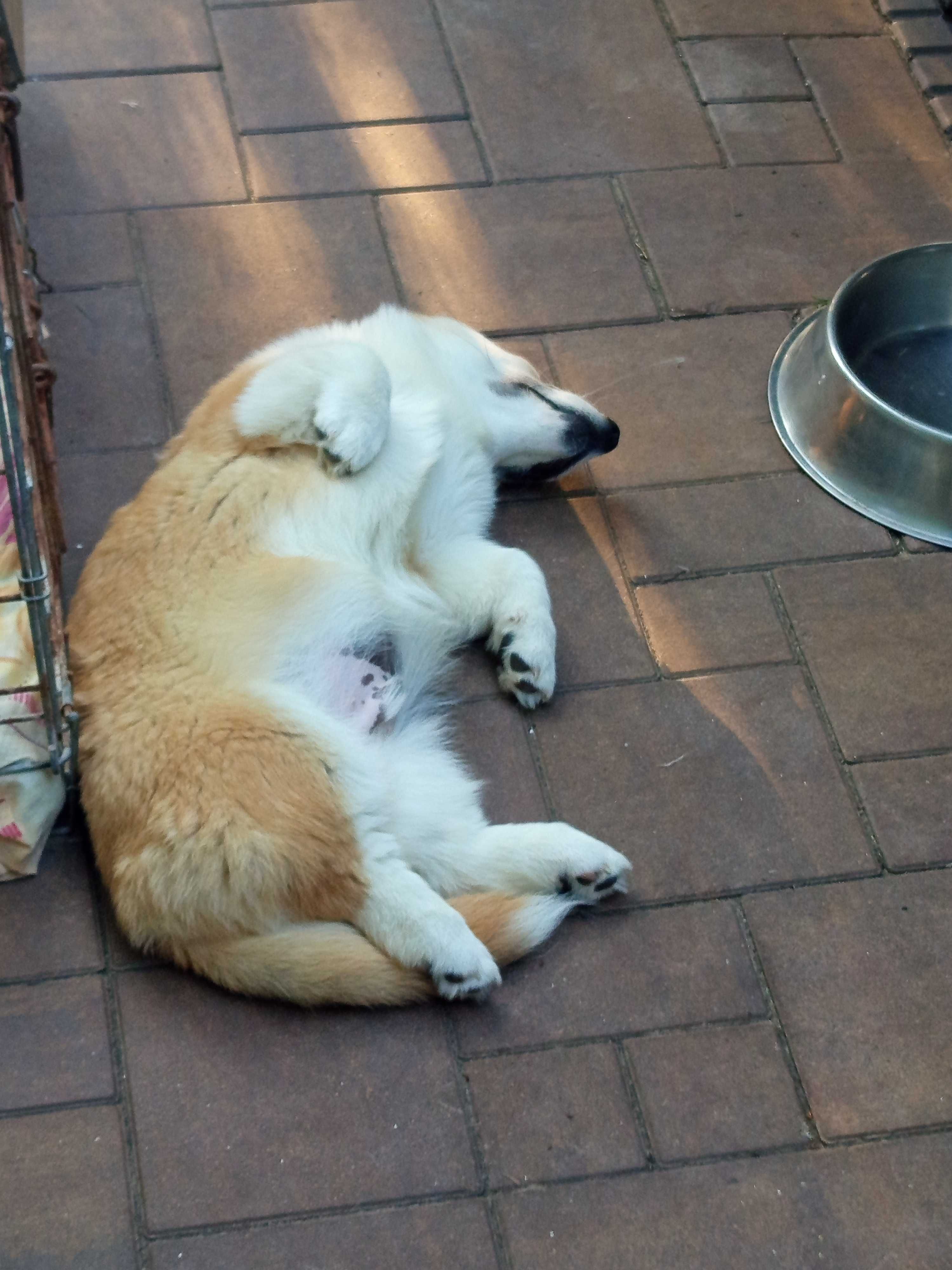 Welsh corgi Pembroke