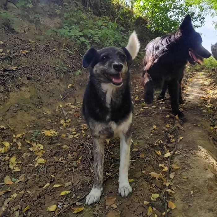 Spokojna suczka szuka domu