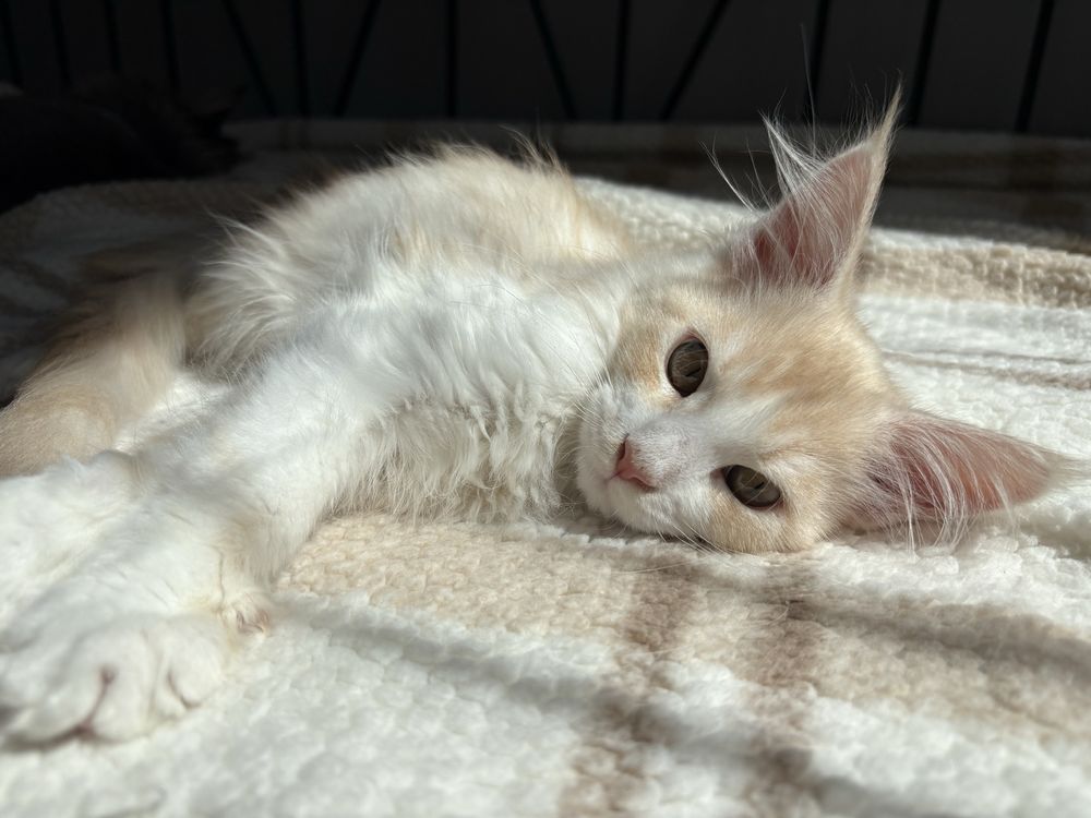 Kocur Maine Coon Gustaw
